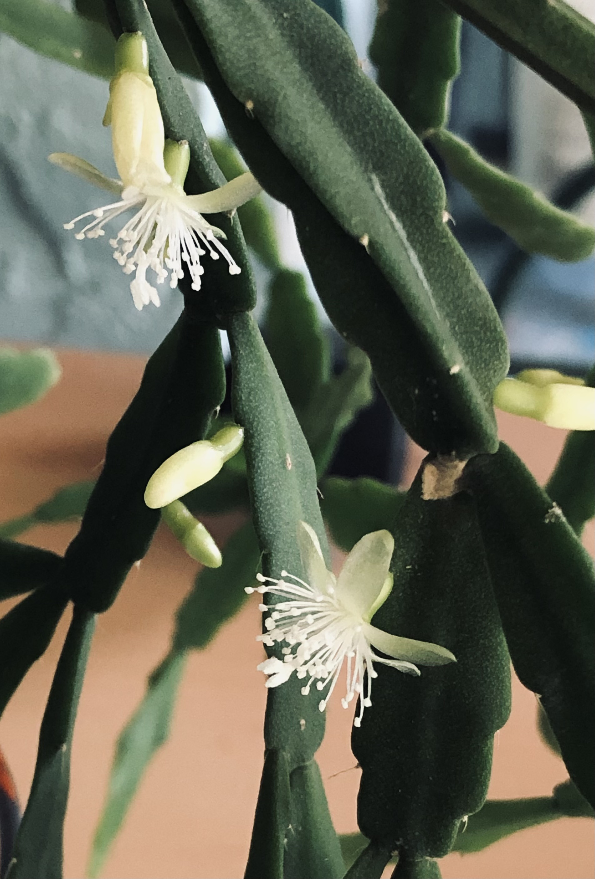 http://www.cloudjungle.com/cloudjungle/Cactaceae/Rhipsalis/Rhipsalis Rhipc09262016-0 flower.jpeg